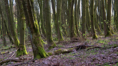 15.4.wald 2.jpg