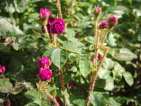 Detas_Garten_Moosro_3_Kopiek.jpg