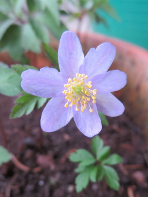 Anemone 'Robinsoniana'_3286.jpg