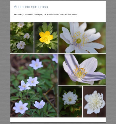 Nemorosa Kopie.jpg