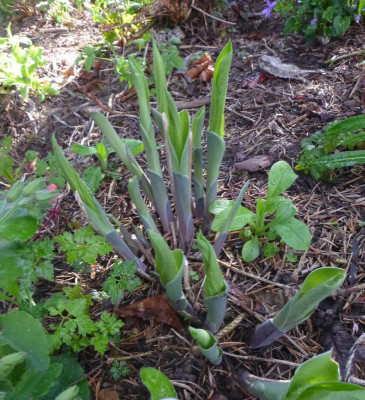 Hosta_herkules.jpg