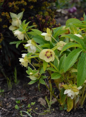 Helleborus-SuperYellow.16-4.jpg