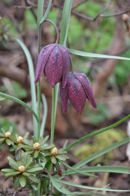 Fritillaria_meleagris.16-1.jpg