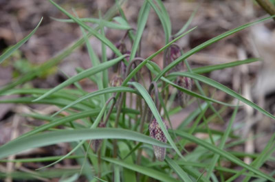 Fritillaria_meleagris.16-2.jpg