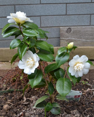 Camellia-JurysYellow.16-1.jpg