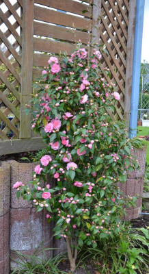 Camellia-Spring-Festival.16-1.jpg