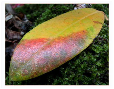 BLATT_DO_1409_RI.jpg