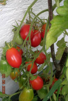 Riesentraube___Balkon___2.9..jpg