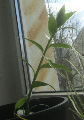 Lilium gloriosides-ax2016.jpg