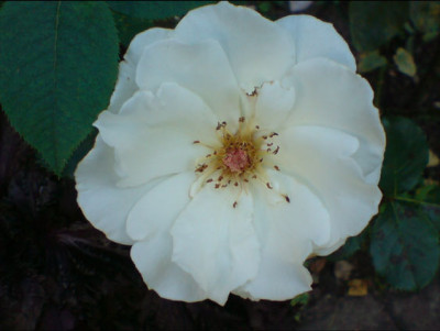 margaret_merill.JPG