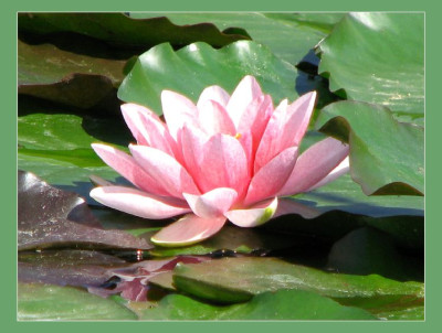 SEEROSE_DO_1409_RI.jpg