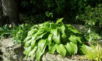 lancifolia.JPG