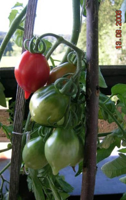 Wintertomate.jpg
