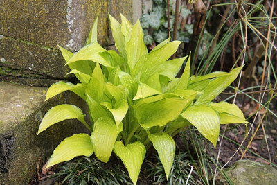 hosta chinese sunrise.JPG