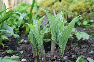 hosta party favor.JPG