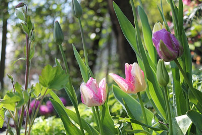 tulpe shirley.JPG