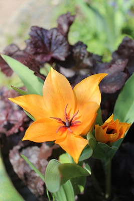 tulpe Shogun.JPG