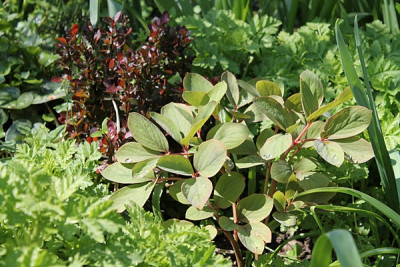 Paeonia wittmanniana.JPG
