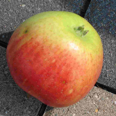 Apfel1.JPG