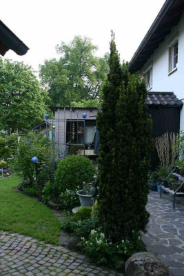 Säuleneibe0113.jpg