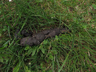 losungwiese.img.JPG
