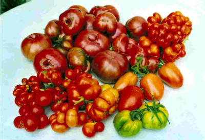 Eigene_Tomatenernte_1.jpg