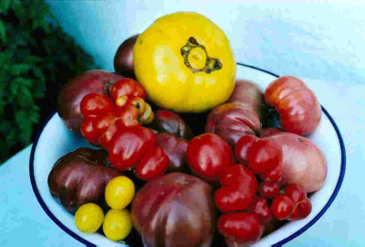 Tomaten_eigene_3.jpg