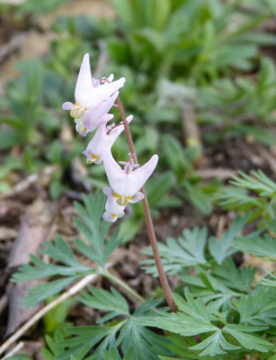 2016-04-17 Dicentra cucullaria 'Pink Punk'.jpg