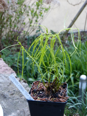 2016-04-17 Lathyrus vernus 'Fino Fino'.jpg