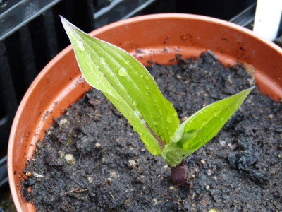 2016-04-17 Hosta 'First Blush'.jpg