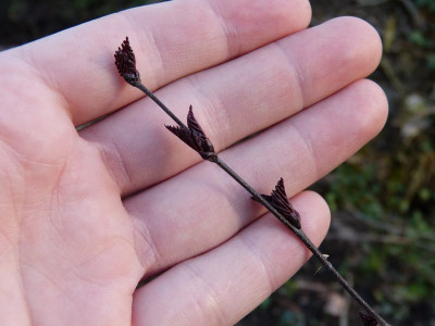 2016-04-17 Betula 'Crimson Frost'.jpg
