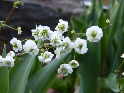 2016-04-17 Spiraea prunifolia 'Pleniflora'.jpg
