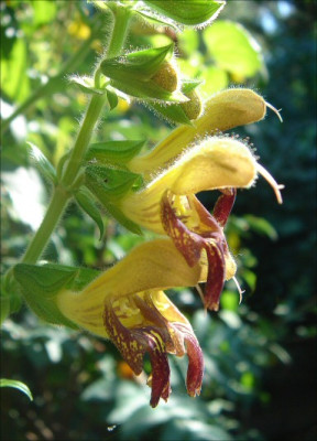Salvia_Amber_06.jpg