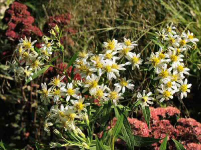 Aster_umbellatus.jpg