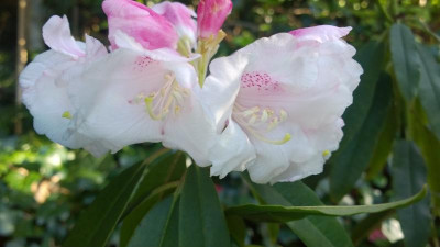 WP_20160417_062 Rhododendron morii RV71001.jpg