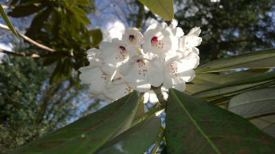 WP_20160417_076 Rhododendron coriaceum H.P.jpg