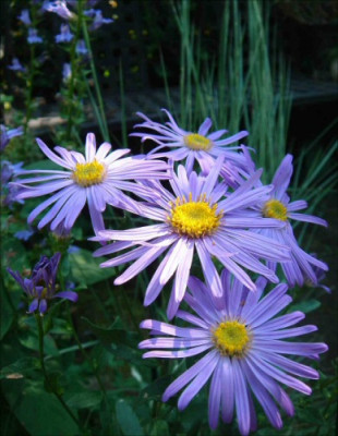 Aster_a._Grunder.jpg