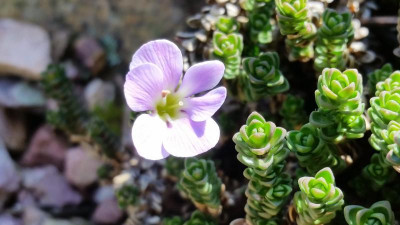 Chionohebe densifolia 2.png