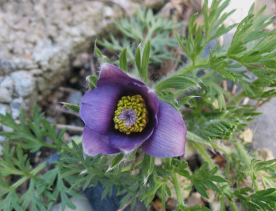 Pulsatilla zimmermanni  ...  18.4.16 007.jpg