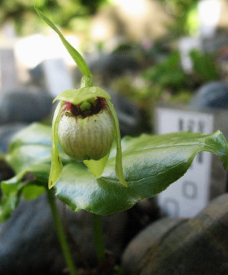 Cypripedium debile ...  18.4.16 011.jpg