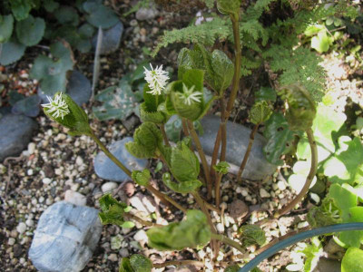 Chloranthus japonicus ...    18.4.16 010.jpg