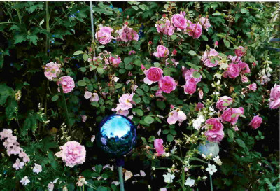 Rose_John_Clare.jpg