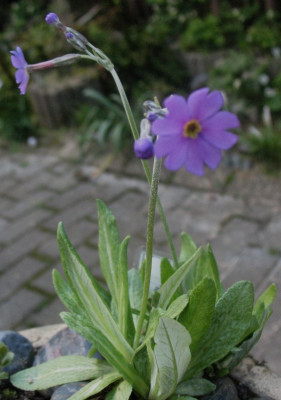 Primula halleri ...  18.4.16 005.jpg