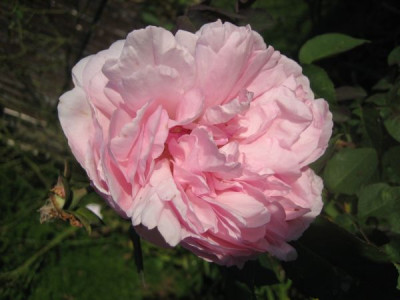 Rose_Mme_Ernest_Calvat_33981.jpg