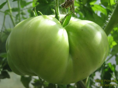 Tomate_White_Princess_3312_r11.jpg