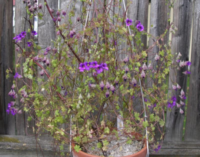 Tropaeolum austropurpureum 16.04.16.JPG