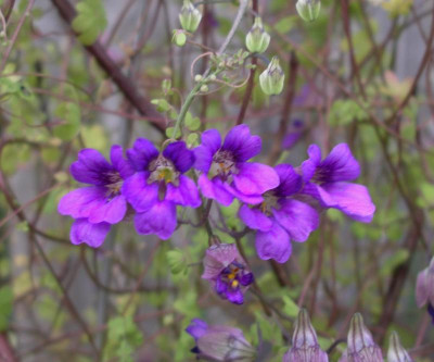 Tropaeolum austropurpureum 16.04.16 a.JPG