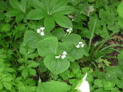 P1000734.JPG