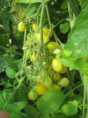 Tomate_gelbes_Birnchen_3311_r11.jpg