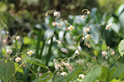 epimedium pubigerum.JPG